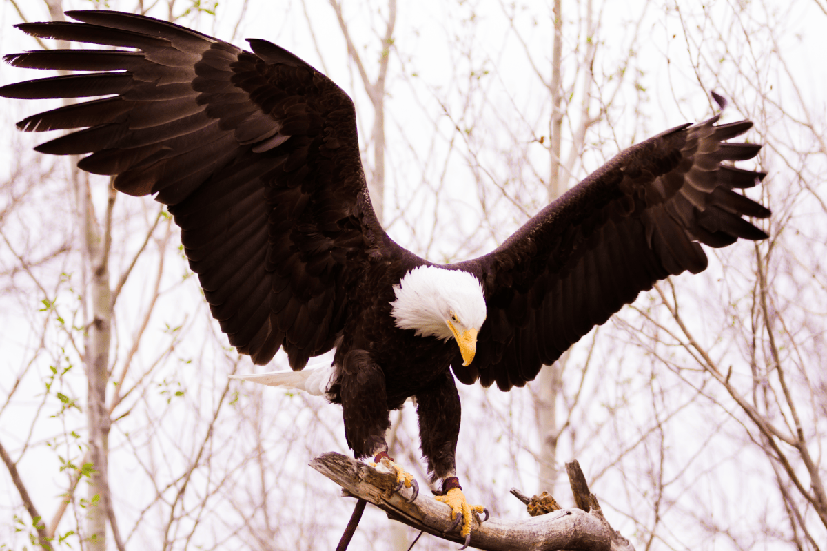 bald-eagle-